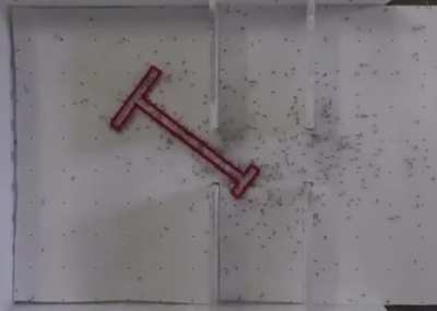 Ants making a smart maneuver