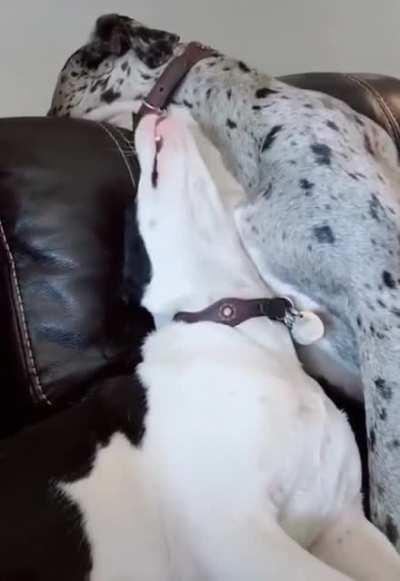 Credit u/imago_deo on r/aww