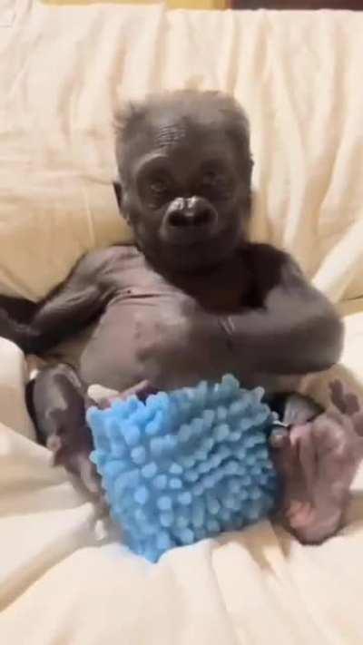 An infant gorilla