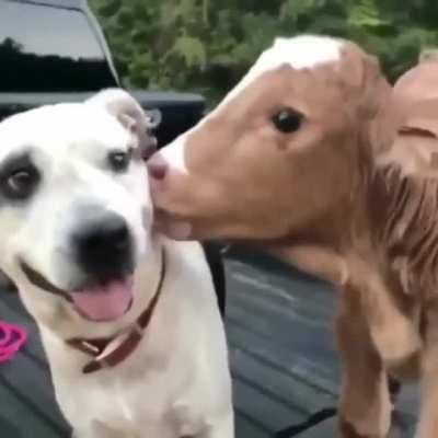 Pupper has a new best friend