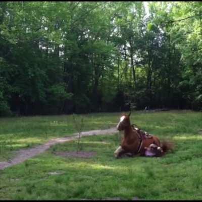 Horse trips and almost crushes her rider