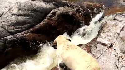 Superhero dog saving a fellow pupper!