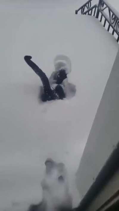 The cutest thing I've ever seen. Look at the butt wiggle at the end haha