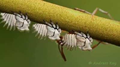 Leafhoppers are insects that feed on plants by using their specialized mouthparts to pierce and suck sap from grass, shrubs, and trees. Their hind legs are modified for jumping long distances. In this video, many species of colorful and interesting leafho