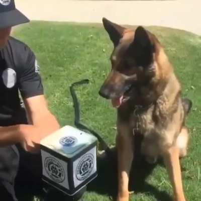 Don’t know when to behave or bite