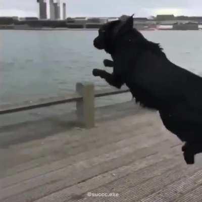 When your dog sucks at maths