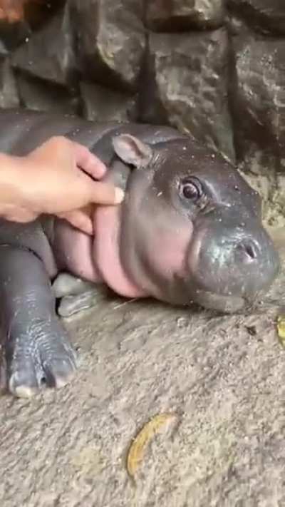 Moo's squishy neck rolls ❤