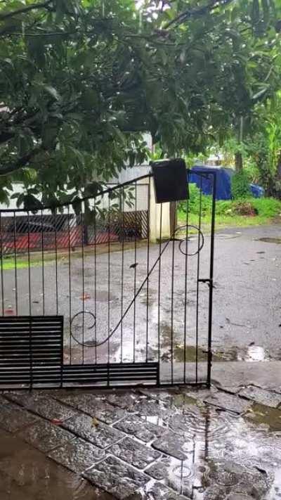 Birds playing in the rain, Kerala, India