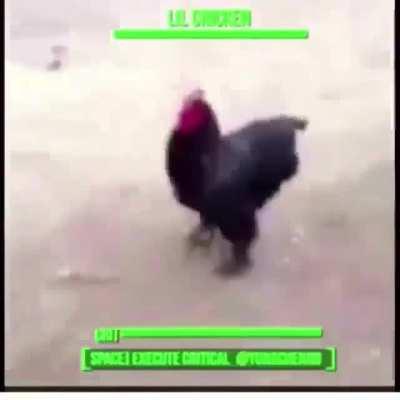 Haha chicken go brrr