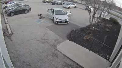 Goose Wont Let Woman Enter Her Workplace