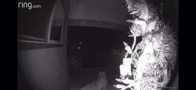 Mountain Lion in Southern CA smacks face on the window of someone’s home last night. Could’ve ended poorly, instead ends derpy.