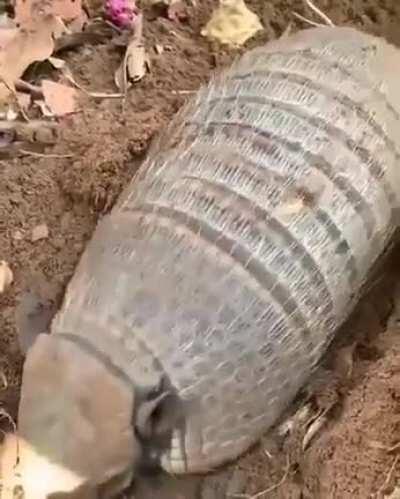 Eta mato grosso quente