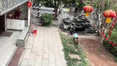 My jaw dropped while watching this video of the dog.