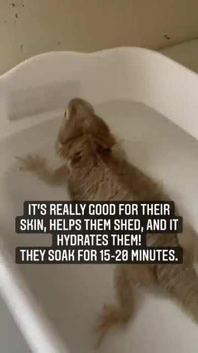 Spa day for the bearded dragon gang at The Riley Farm Rescue in Connecticut