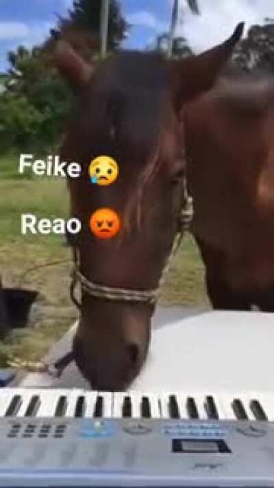 🗿🍗 sabugo de milho