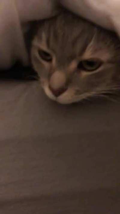 He hid when we had visitors. Took us a while to find him here. I thought I left a lump when making the bed.