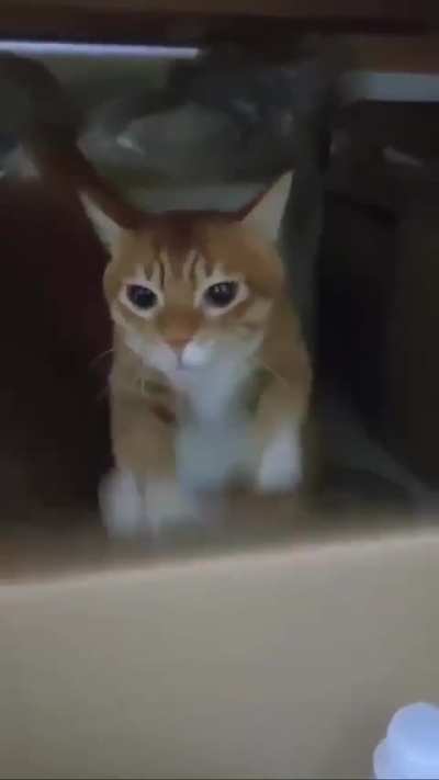 Weekly cat nice repost. Fast as fuck edition