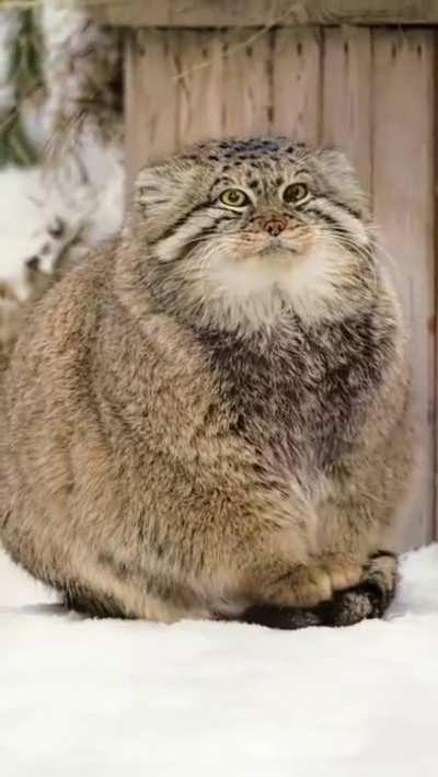 It turns out that the tail is a universal thing!