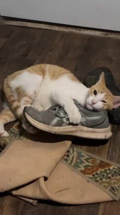 My cat… his shoe…