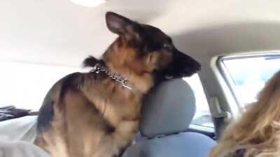 German Shepherd realizes he is at the vet.