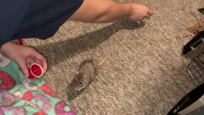 My amazing rat Crumb is learning to stack cups!