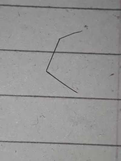 Can anyone tell me what this is?. I was just studying late night and something came over my notebook. Seemed like a Spider's leg at first, but it kept moving like it had life in it. Then thought, it might be a hair like worm.