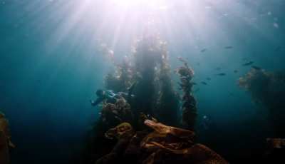 Catalina island Kelp - fx30 + Sony 11mm f1.8 + Salty surf housing