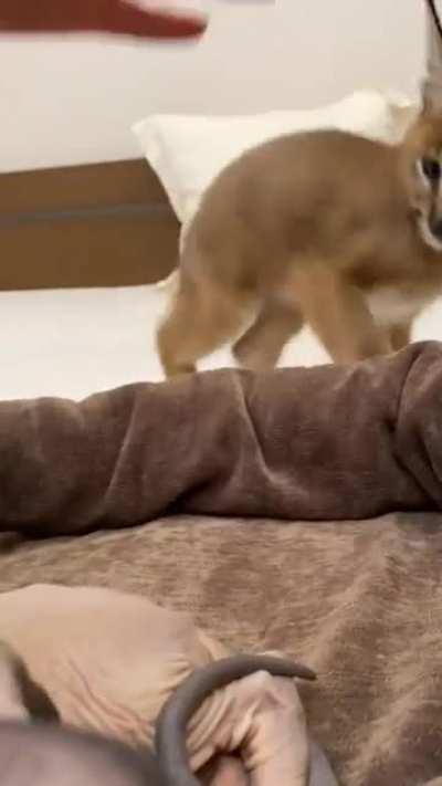 Floppa doesn’t like bingus!(@caracal_pride)