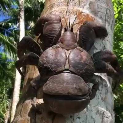 The Coconut Crab