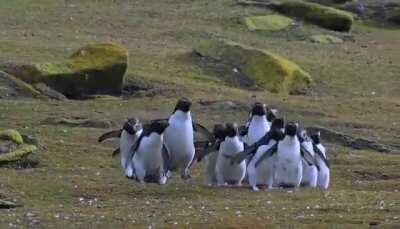 Thanks I love Penguins chasing butterfly