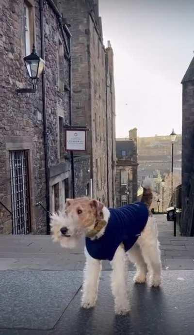 Rare pupper with even rarer facial hair