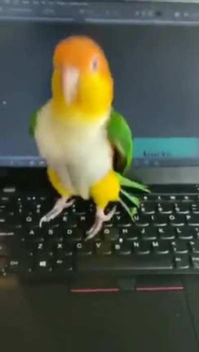 Newest Twitter employee 🦜