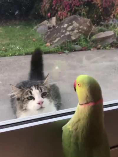 Parrot plays peekaboo