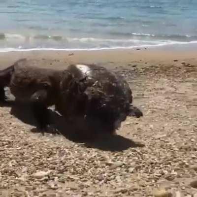 Komodo Dragon wearing a turtle shell as a hat.