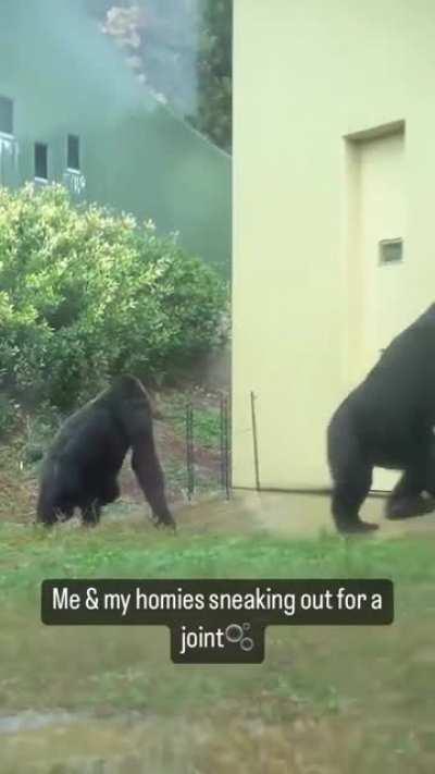 maybe maybe maybe - This killed me 😂