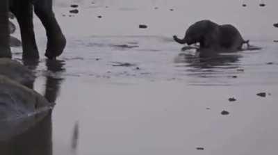 Mother elephant makes quick work of hippos approaching her newborn baby in the watering hole
