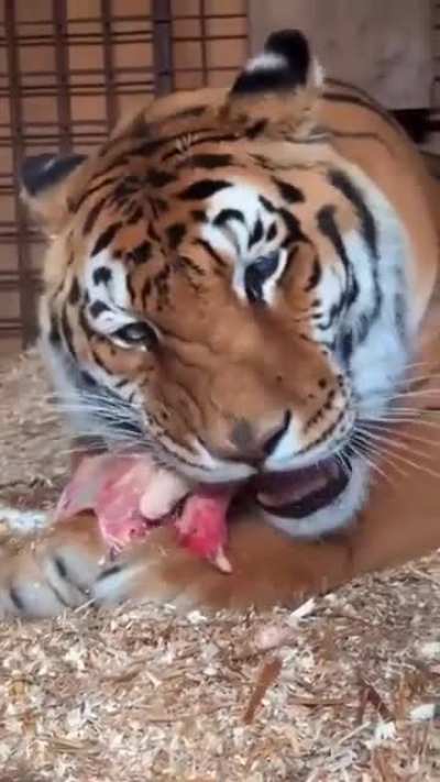 Zoo Tiger Enjoying a Meal *Crunch* *Crunch* *Crunch*