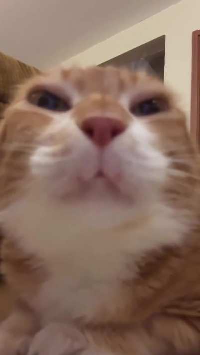 queen oye blesses wunkind with her purrs