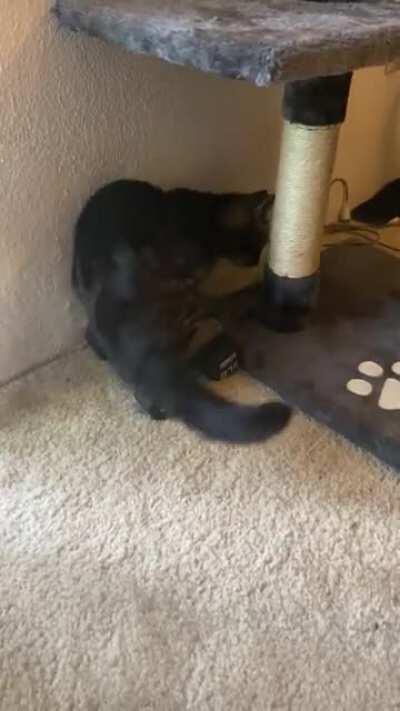 Whatever startled Sebastian made him feel like he needed to protect his favorite toys (dumbbells)