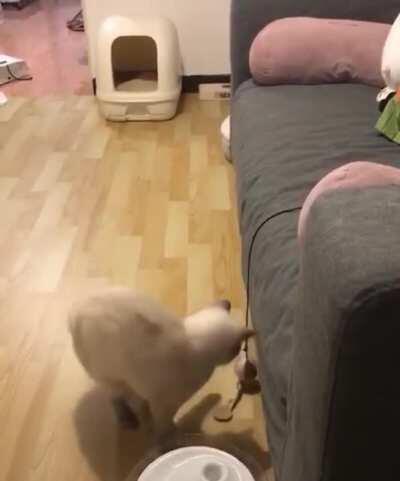 cat scat or something