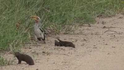 🔥 A mongoose pretending to play dead when it encounters an African hornbill 🔥