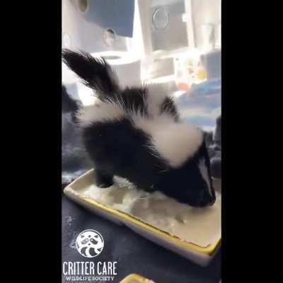 Critter Care Wildlife uploaded a video from last year
