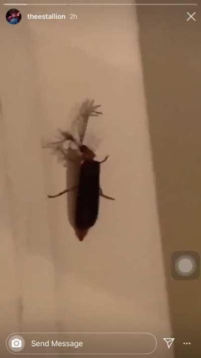 Eyelash bug