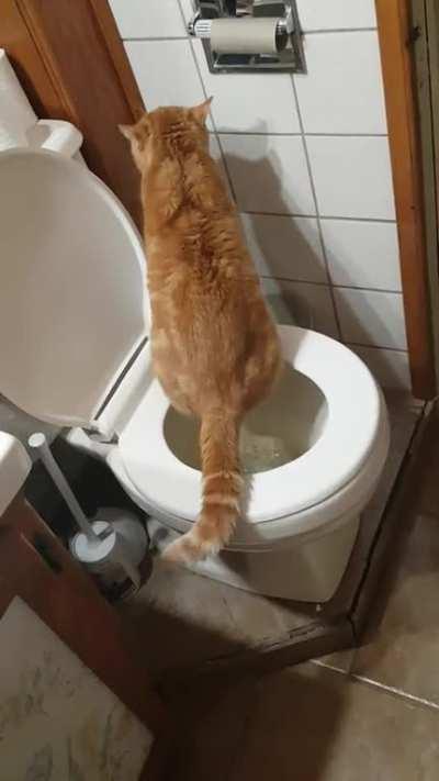 Mousetrap taught himself to use the toilet....