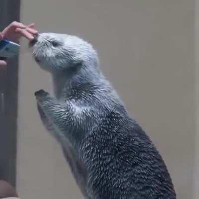 Checking-Sea-Otter-temperature