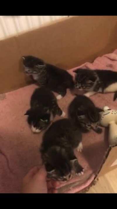 Can’t wait to meet this entire gang of tiny criminals soon