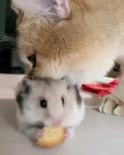 to eat the cookie undisturbed