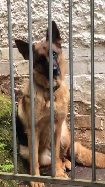 Heres a video of my dog for those sorting by new