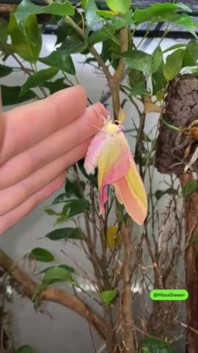 What a beautiful creature!