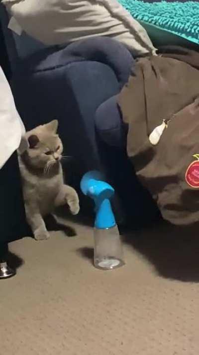 My British shorthair + fan thing that I got from Sea World (Australia)